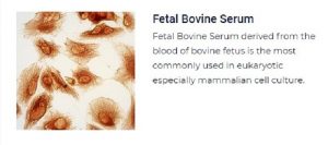 PurMa Tissue Culture Reagents Fetal Bovine Serum