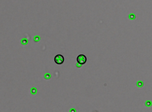 Countstar Mira FL Pro Cell Image Yeast